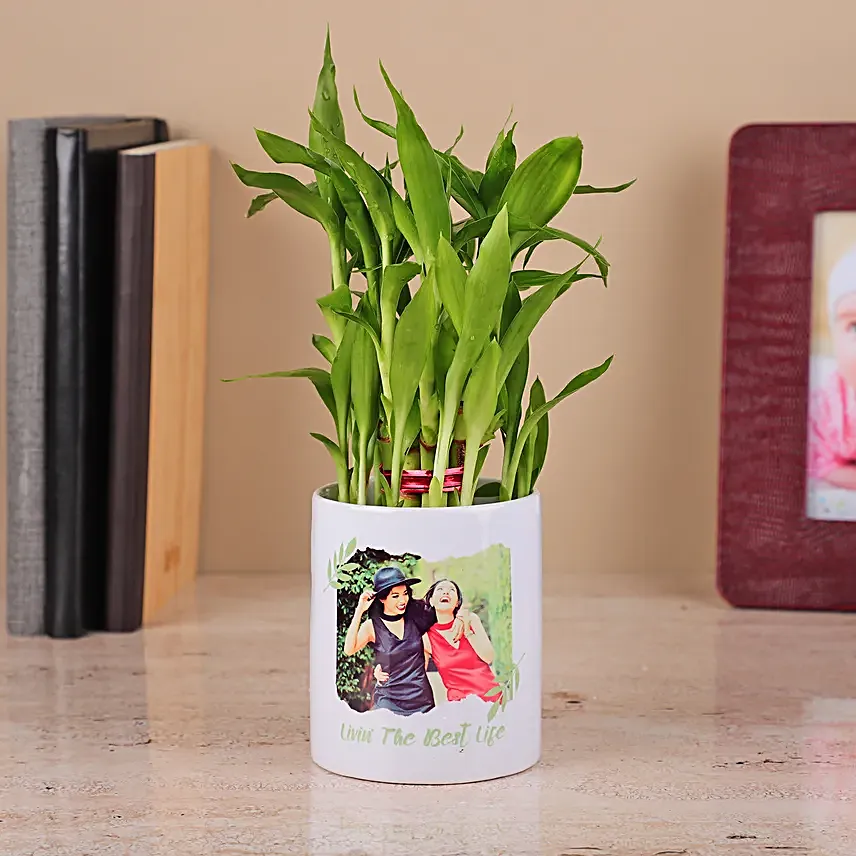 2 Layer Bamboo Plant in a White Ceramics Pot