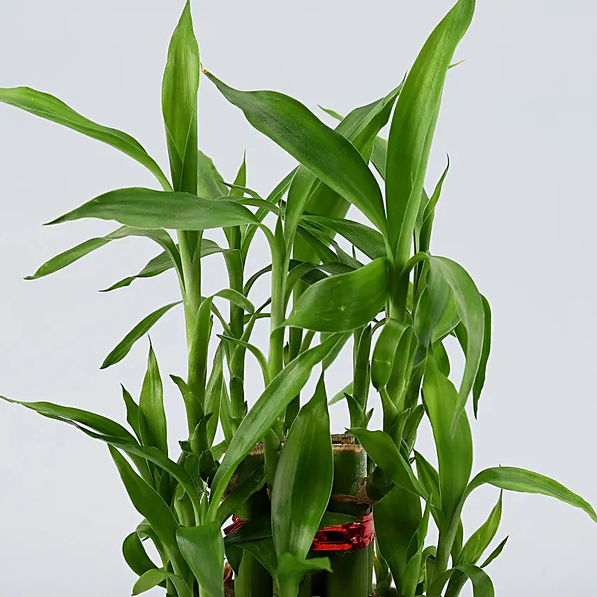 2 Layer Bamboo Plant In No. 1 Dad Ceramic Mug