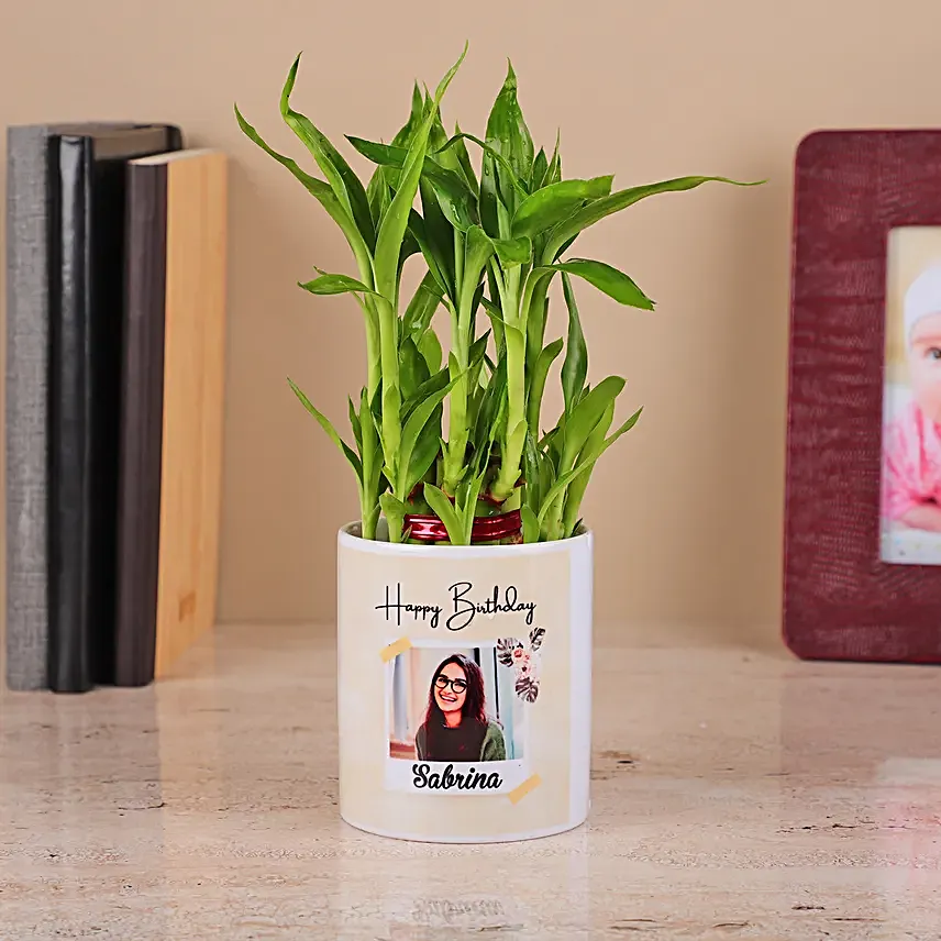 2 Layer Bamboo Plant in White Color Ceramic Pot