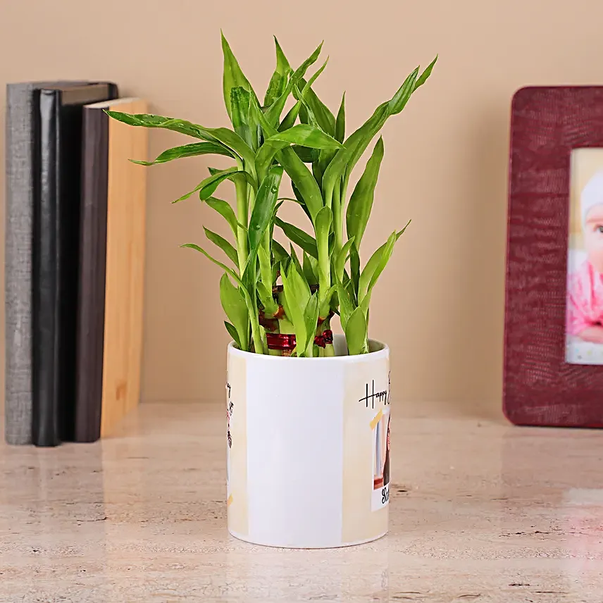 2 Layer Bamboo Plant in White Color Ceramic Pot