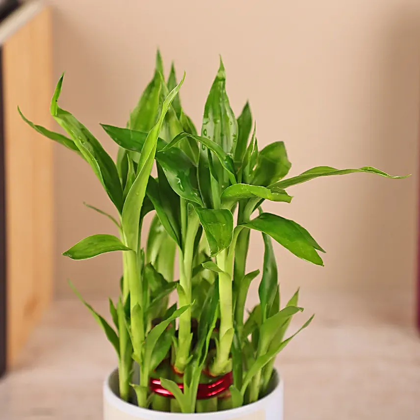 2 Layer Bamboo Plant in White Color Ceramic Pot