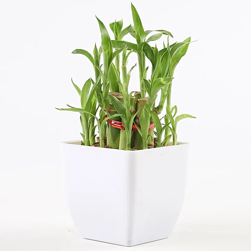 Lucky Bamboo with Pot Online