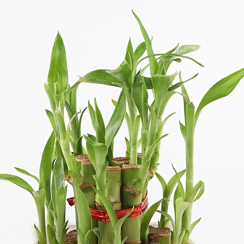 Lucky Bamboo with Pot Online