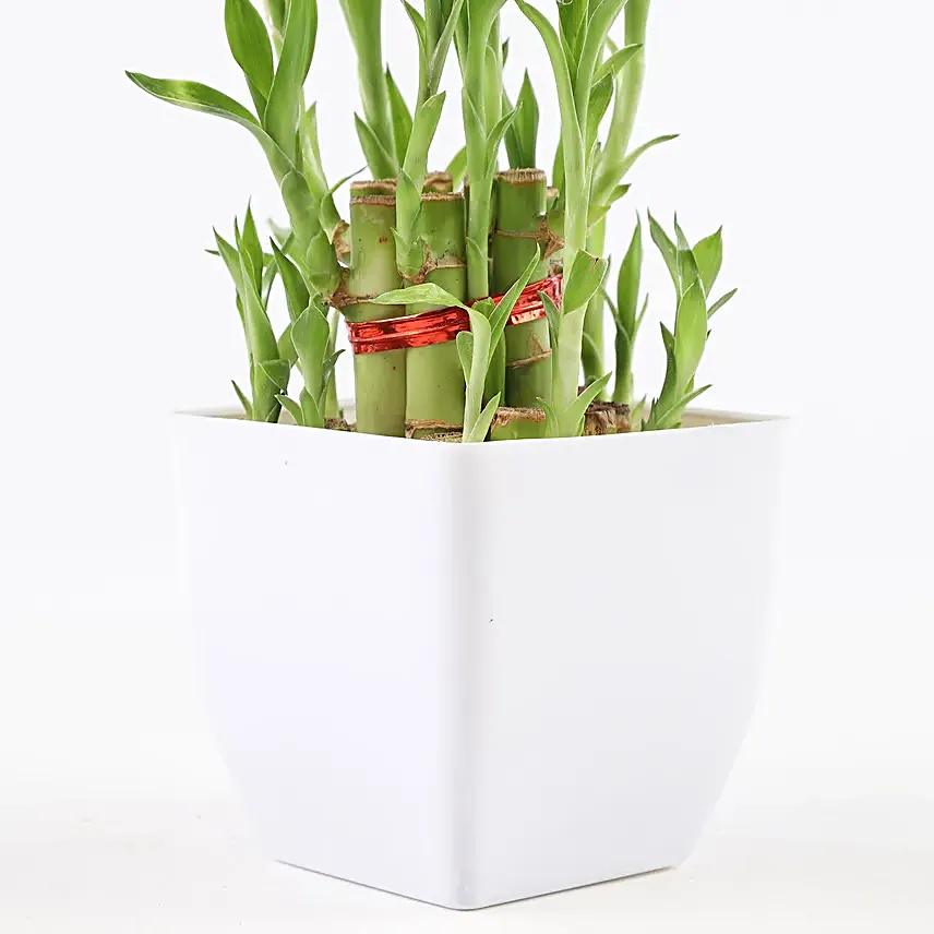 Lucky Bamboo with Pot Online