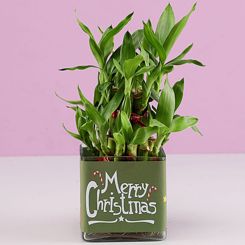2 Layer Lucky Bamboo Plant Christmas Wishes