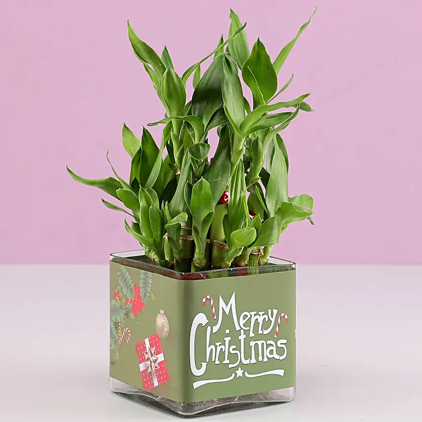 2 Layer Lucky Bamboo Plant Christmas Wishes