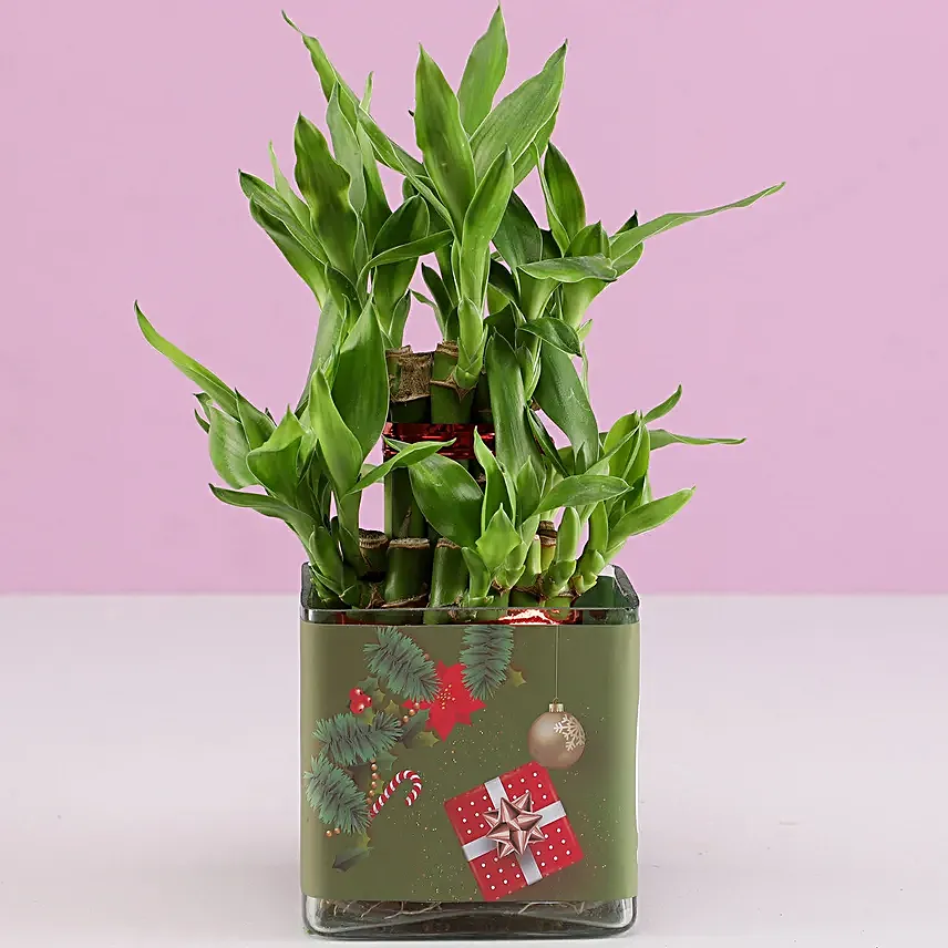 2 Layer Lucky Bamboo Plant Christmas Wishes