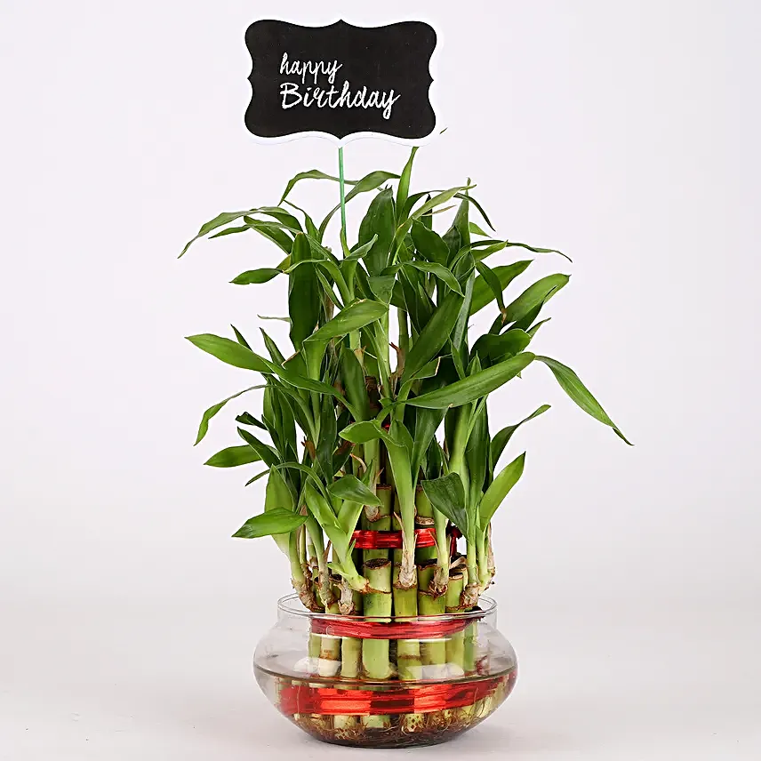 online bamboo plant with glass