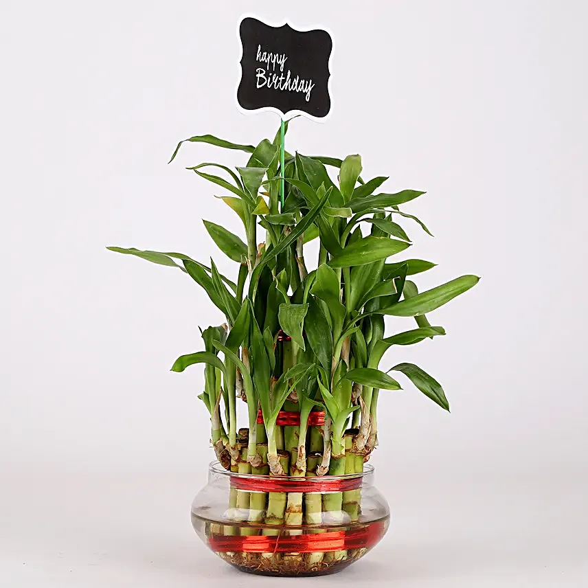online bamboo plant with glass