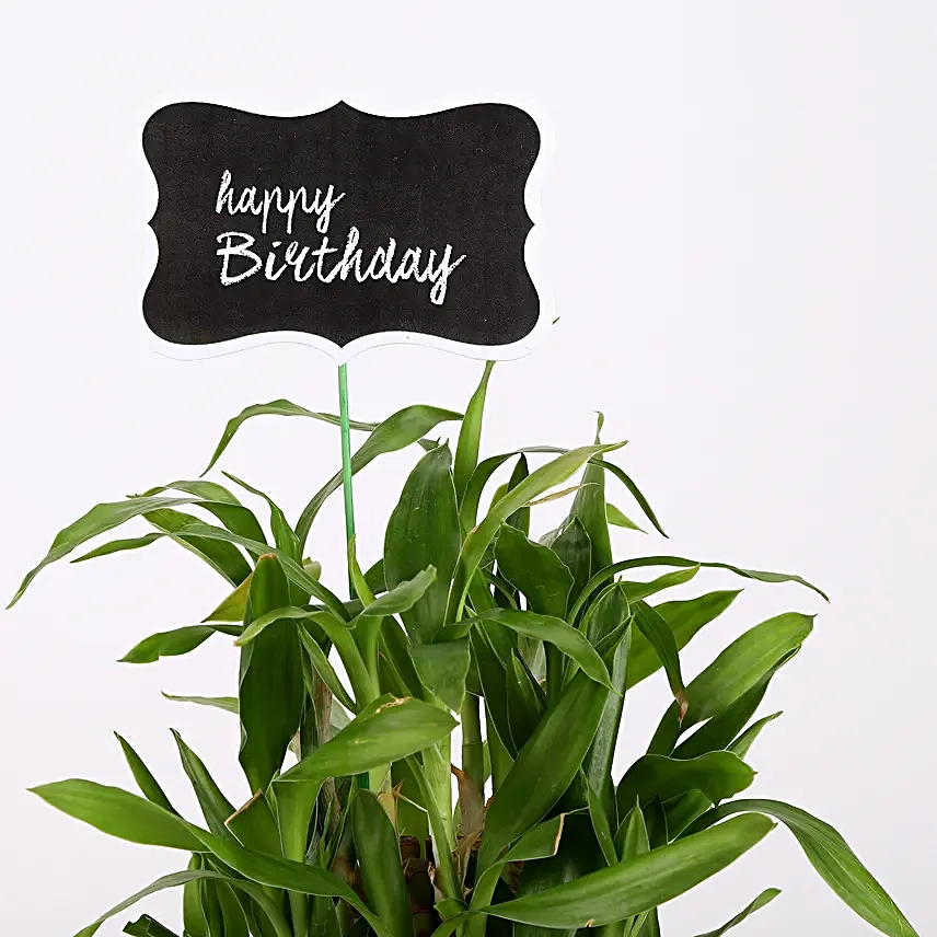 online bamboo plant with glass