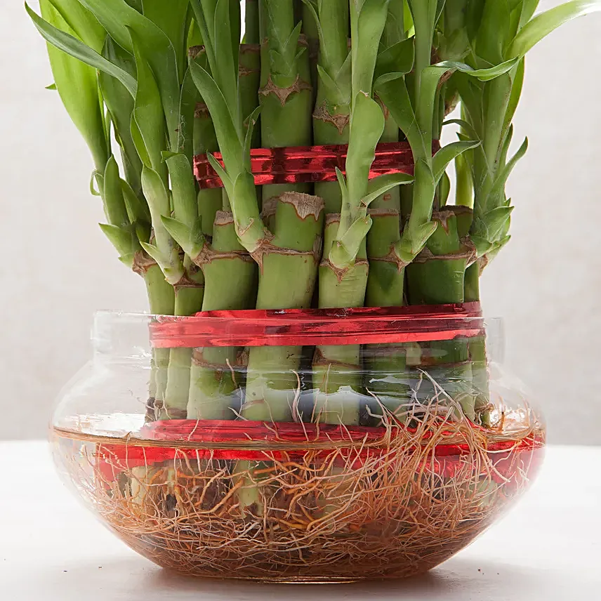Lucky Bamboo Plant For Friends