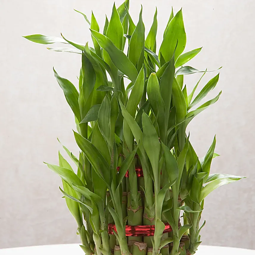 Lucky Bamboo Plant For Friends