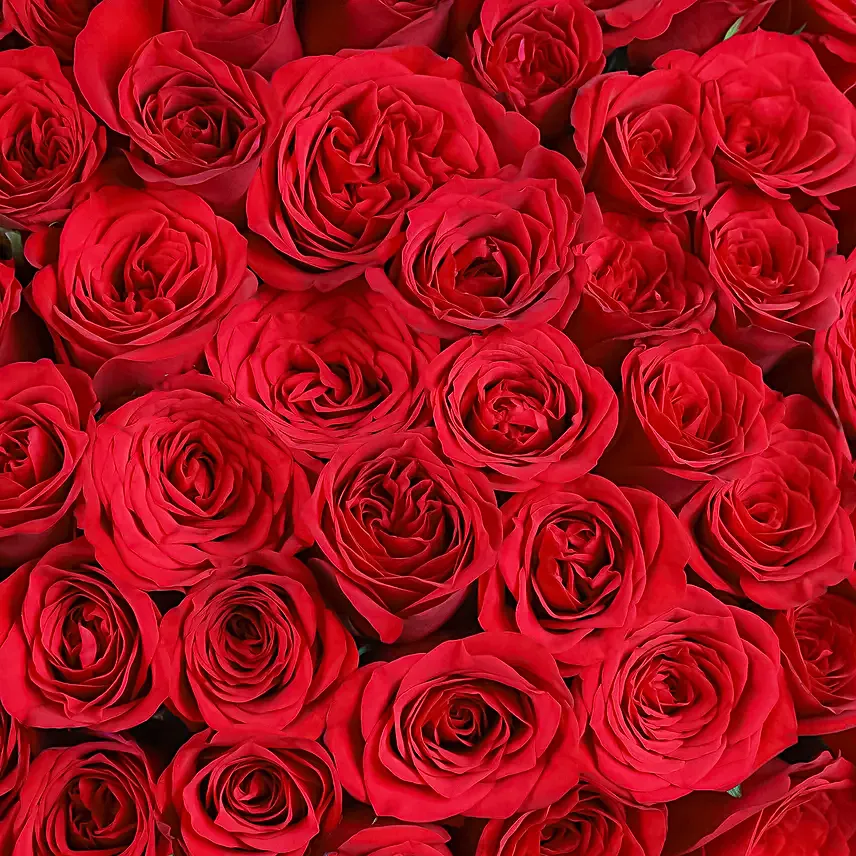 A Year of Rosy Love
