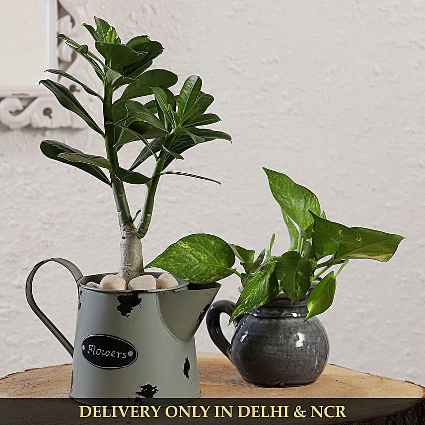 desert rose plant in unique pot set