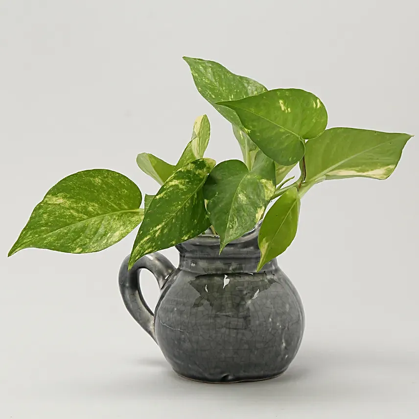desert rose plant in unique pot set