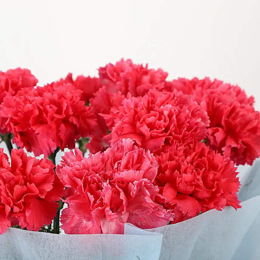 Carnation Carnival - Bunch of 15 Pink carnations. womens day women day woman day women's day