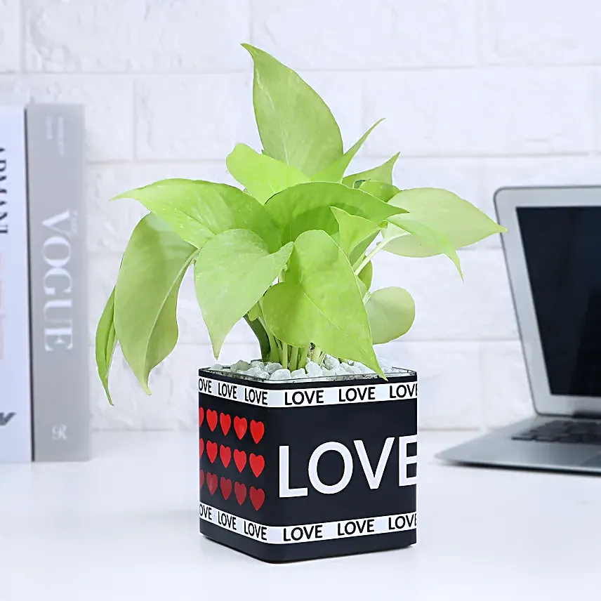 Affectionate Money Plant Haven