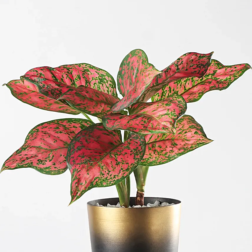 Aglaonema Perfect Duo Plant Set