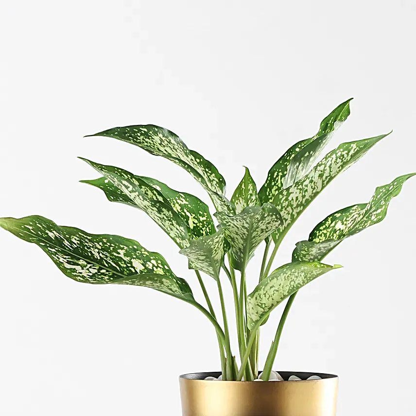Aglaonema Perfect Duo Plant Set