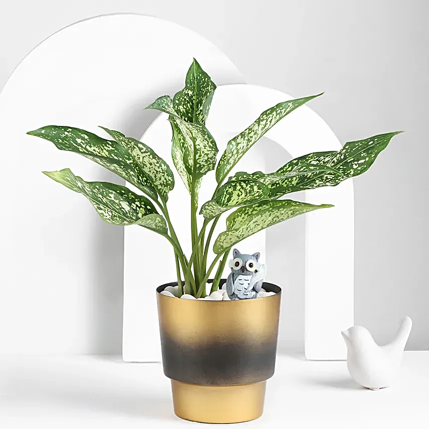 Aglaonema Plant In A Golden Pot