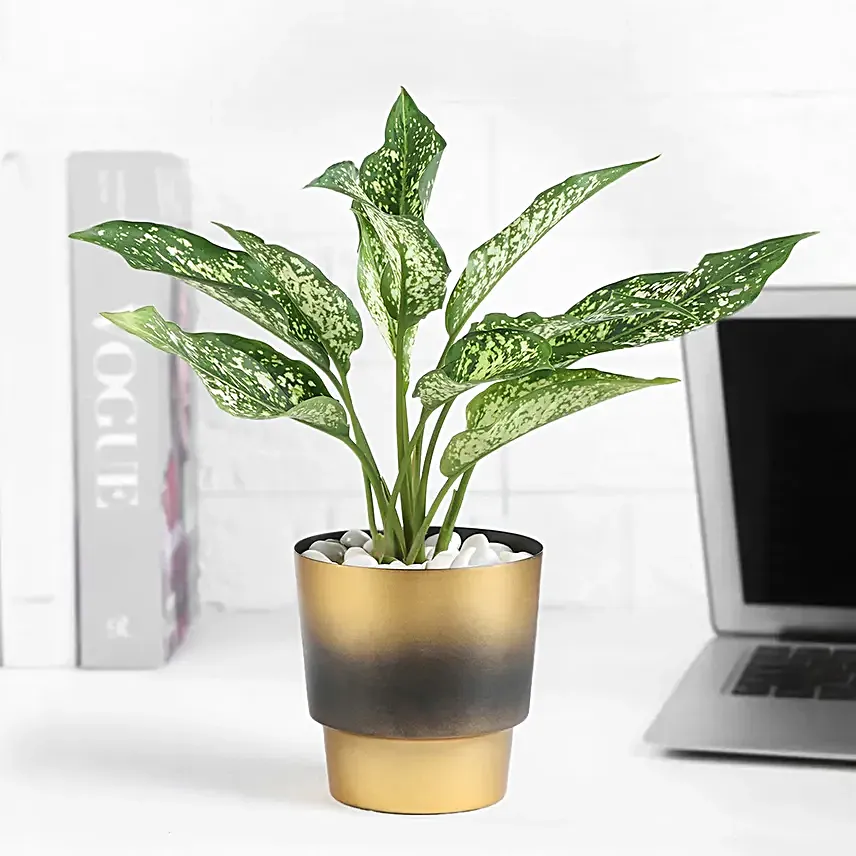 Aglaonema Plant In A Golden Pot