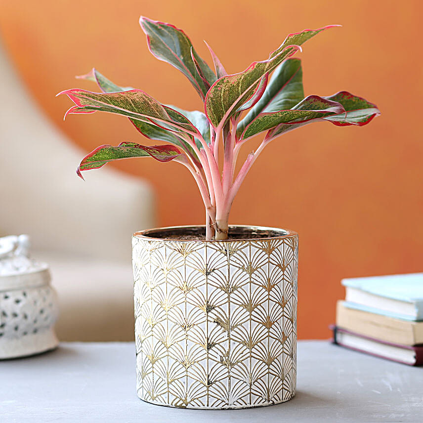 Aglaonema Plant In Golden White Ceramic Pot