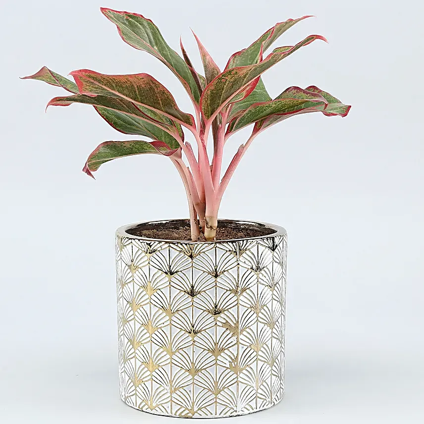 Aglaonema Plant In Golden White Ceramic Pot