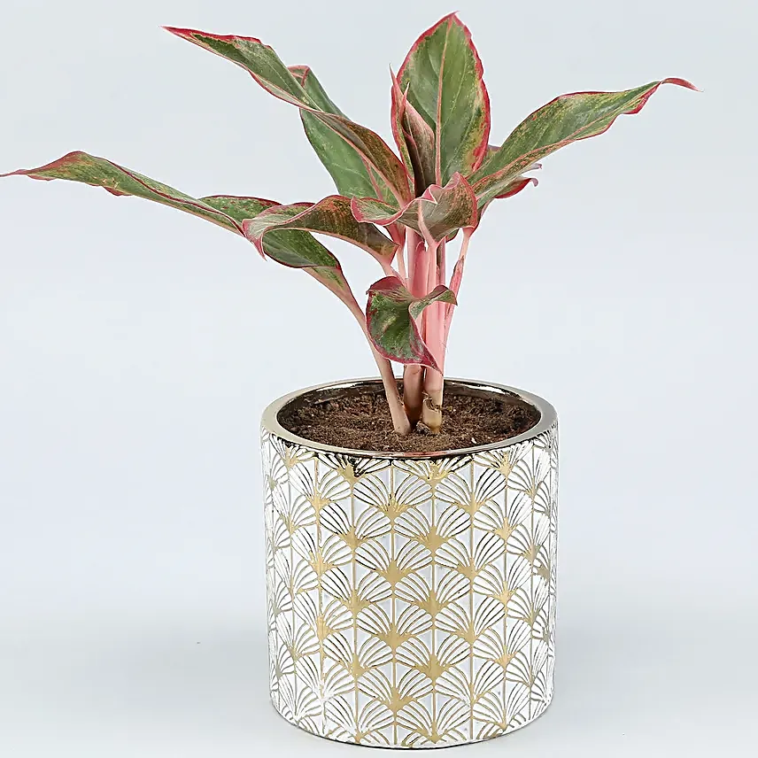 Aglaonema Plant In Golden White Ceramic Pot