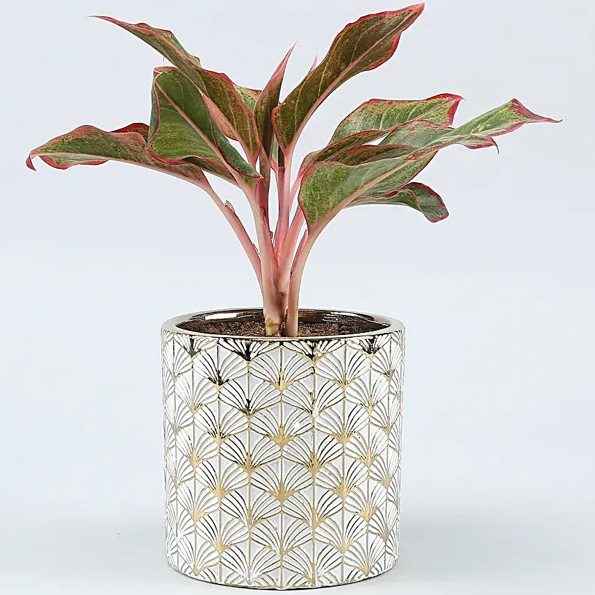 Aglaonema Plant In Golden White Ceramic Pot