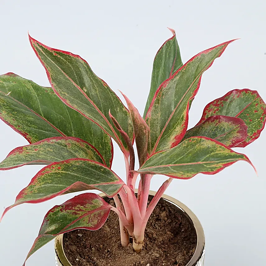 Aglaonema Plant In Golden White Ceramic Pot