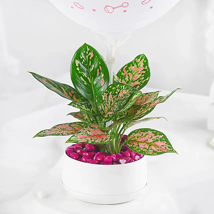 Aglaonema Plant White Pot Its A Girl Gift