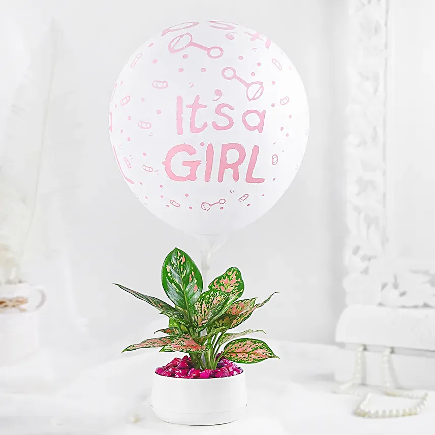 Aglaonema Plant White Pot Its A Girl Gift