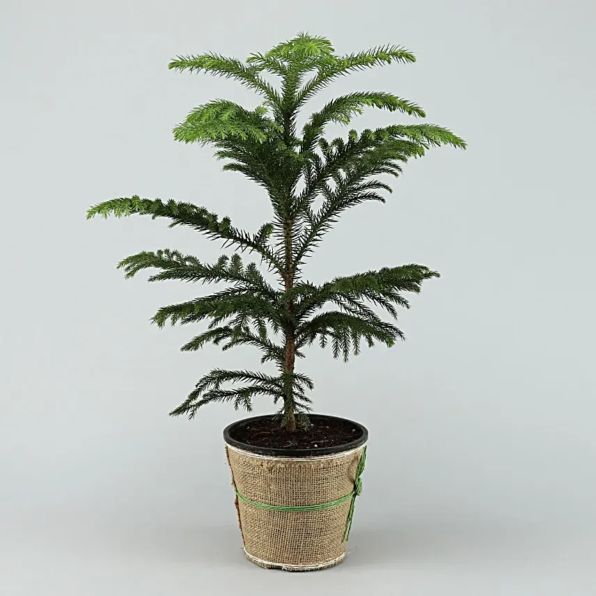 Araucaria Plant Online
