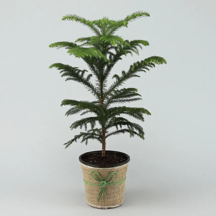 Araucaria Plant Online