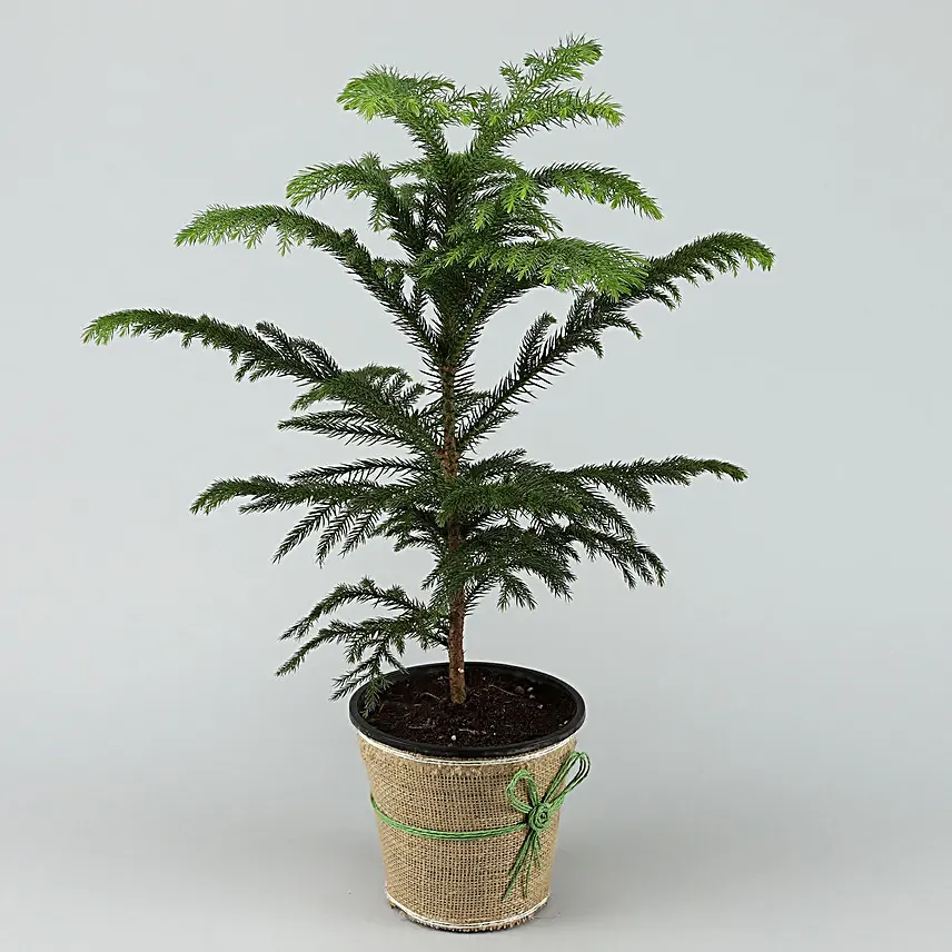 Araucaria Plant Online