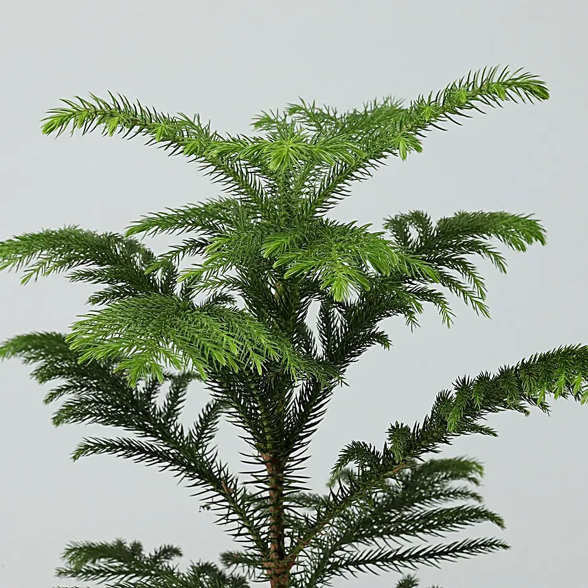 Araucaria Plant Online