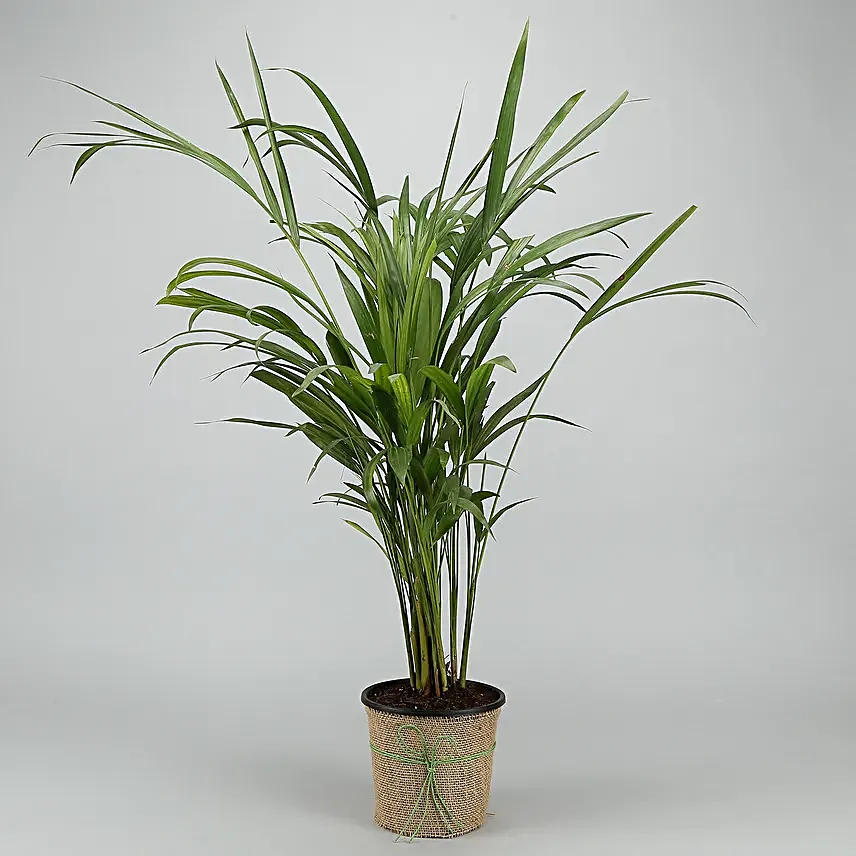 Areca Palm Plant In Black Nursery Plant Hand Delivery