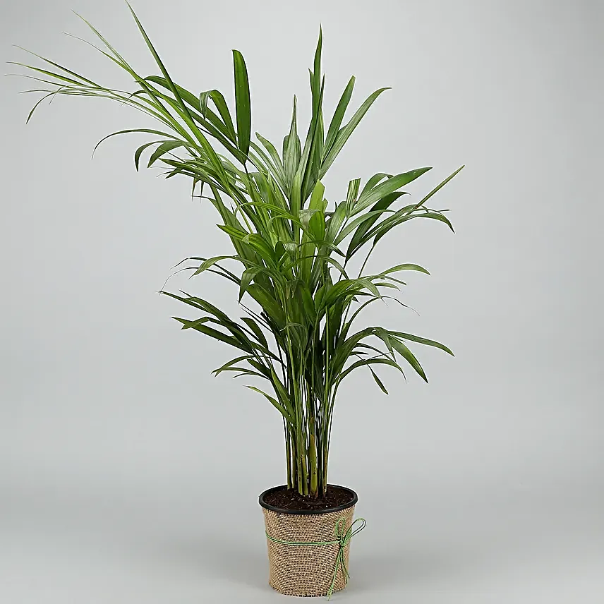 Areca Palm Plant In Black Nursery Plant Hand Delivery