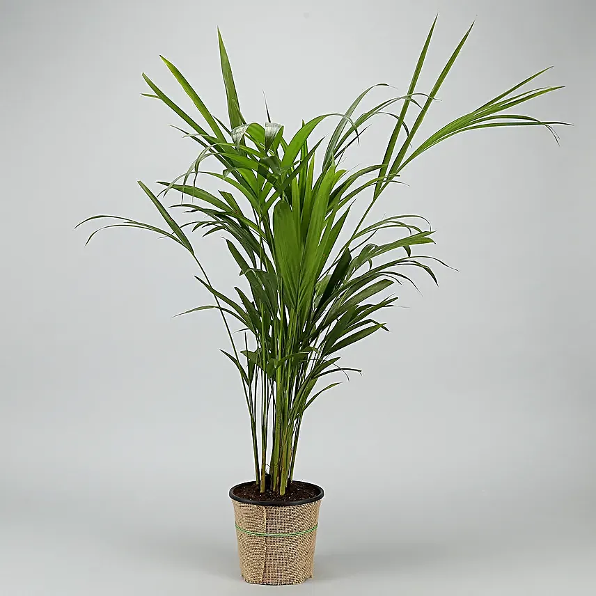 Areca Palm Plant In Black Nursery Plant Hand Delivery