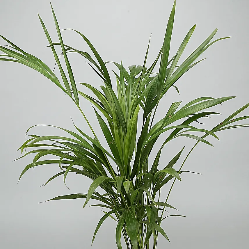 Areca Palm Plant In Black Nursery Plant Hand Delivery