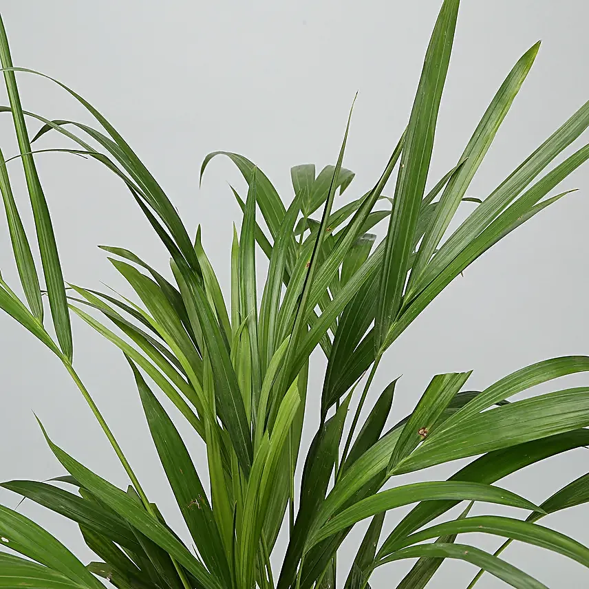 Areca Palm Plant In Black Nursery Plant Hand Delivery