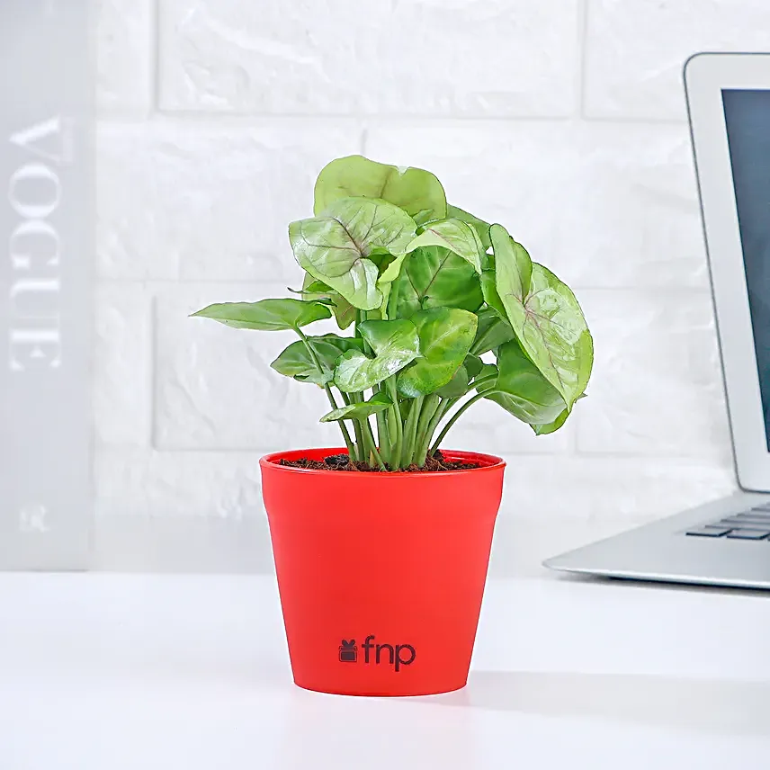 Arrowhead Syngonium In Red Pot