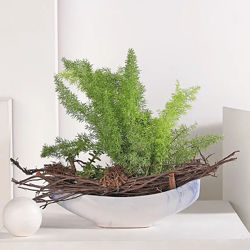 Asparagus and Jade Plant Harmony