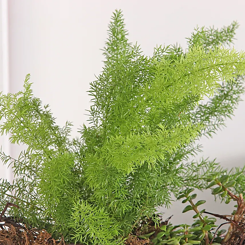 Asparagus and Jade Plant Harmony