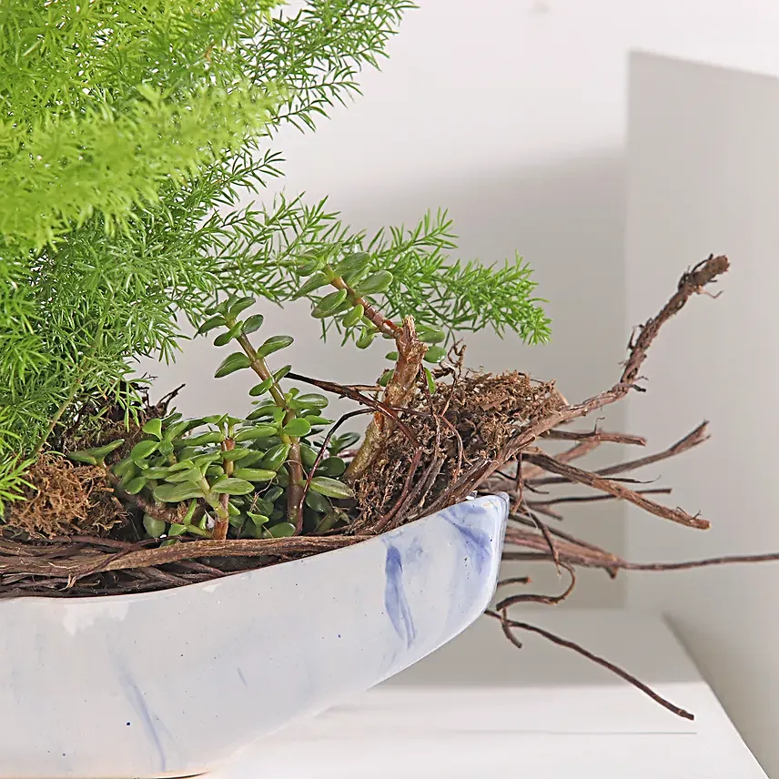 Asparagus and Jade Plant Harmony