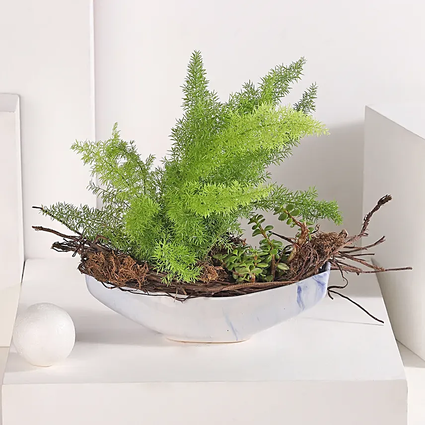Asparagus and Jade Plant Harmony