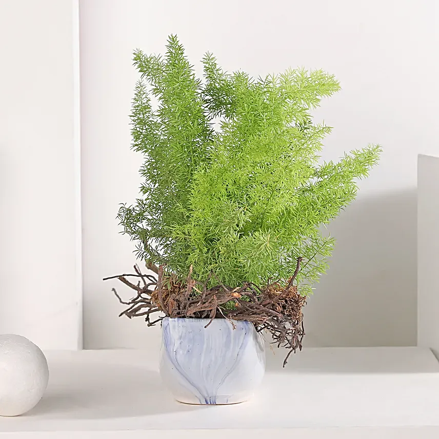 Asparagus and Jade Plant Harmony