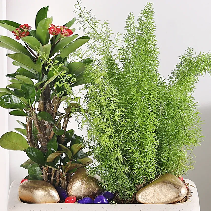 Asparagus and Pink Euphorbia Delight