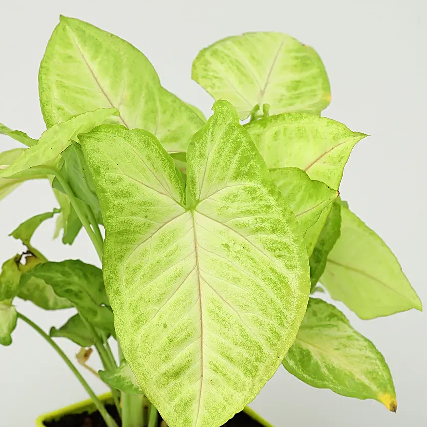 Bamboo Jade Syngonium Money Plant Set