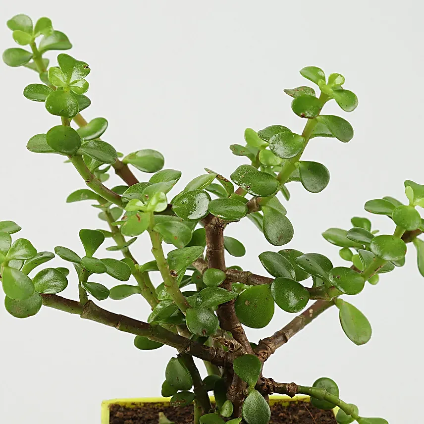 Bamboo Jade Syngonium Money Plant Set